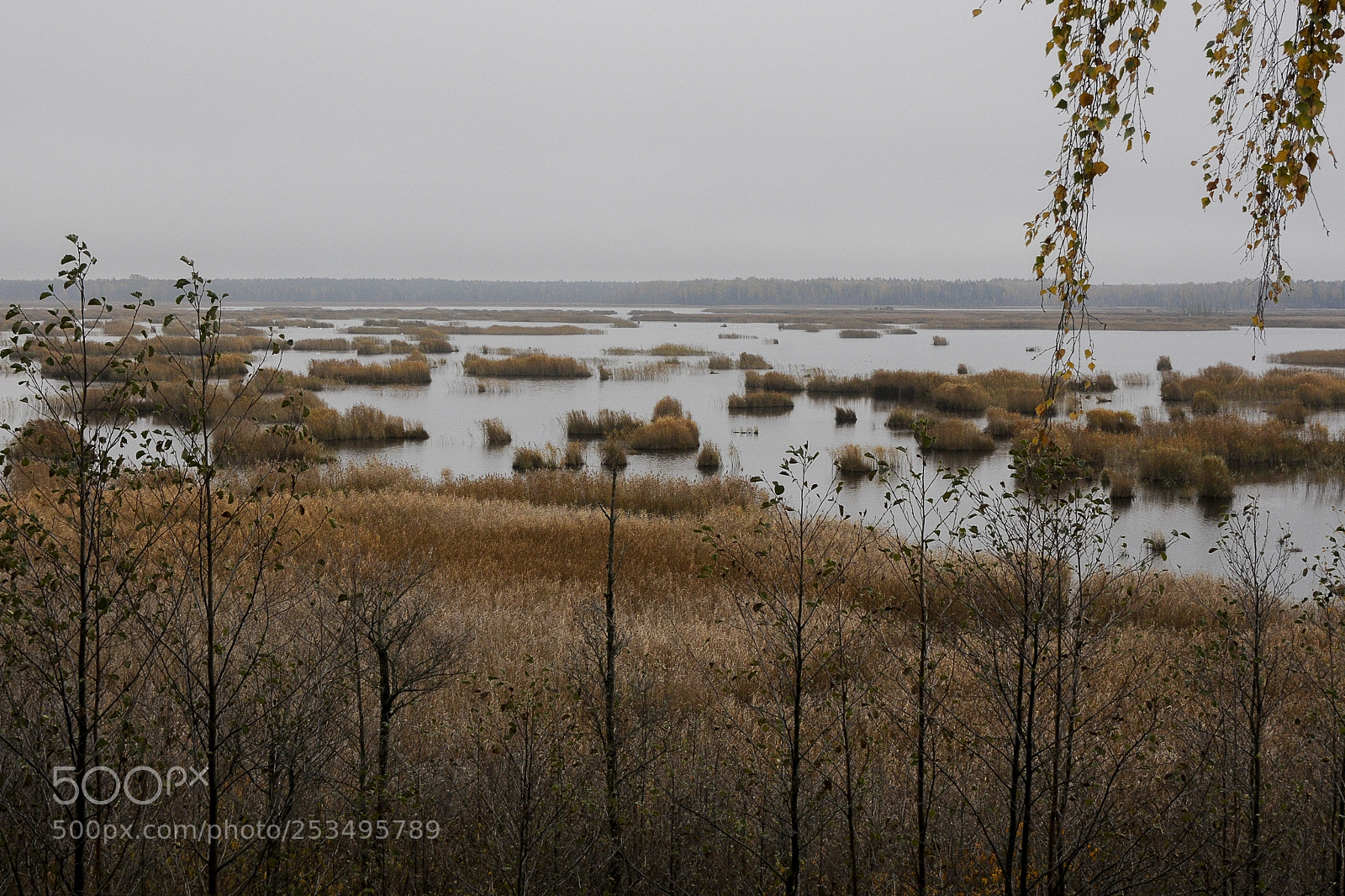 Nikon D300 sample photo. Kemeri national park photography