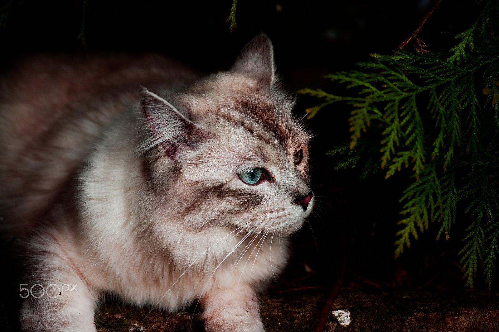 Sony Alpha DSLR-A450 sample photo. Cat photography