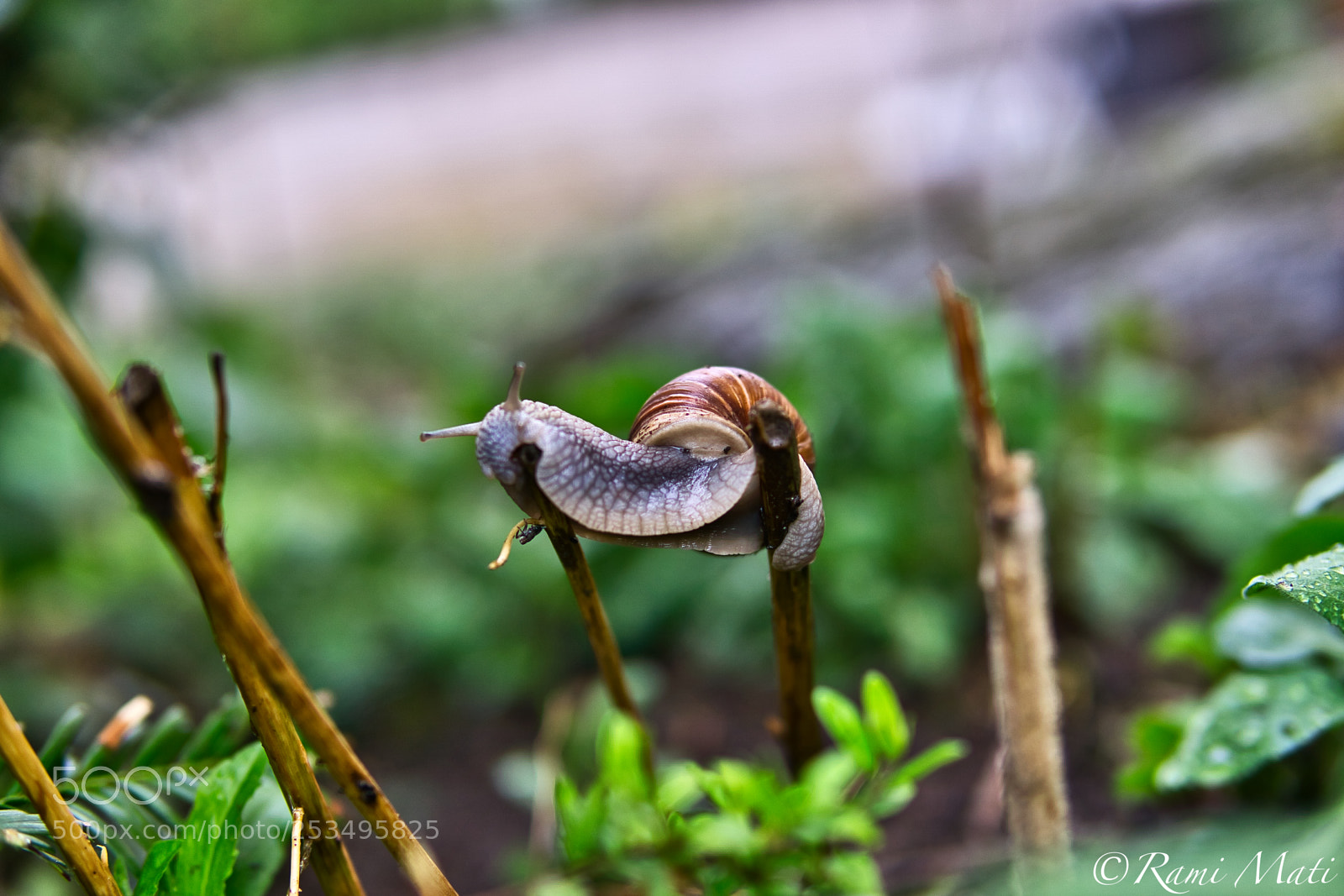 Sony a6000 sample photo. Snail photography