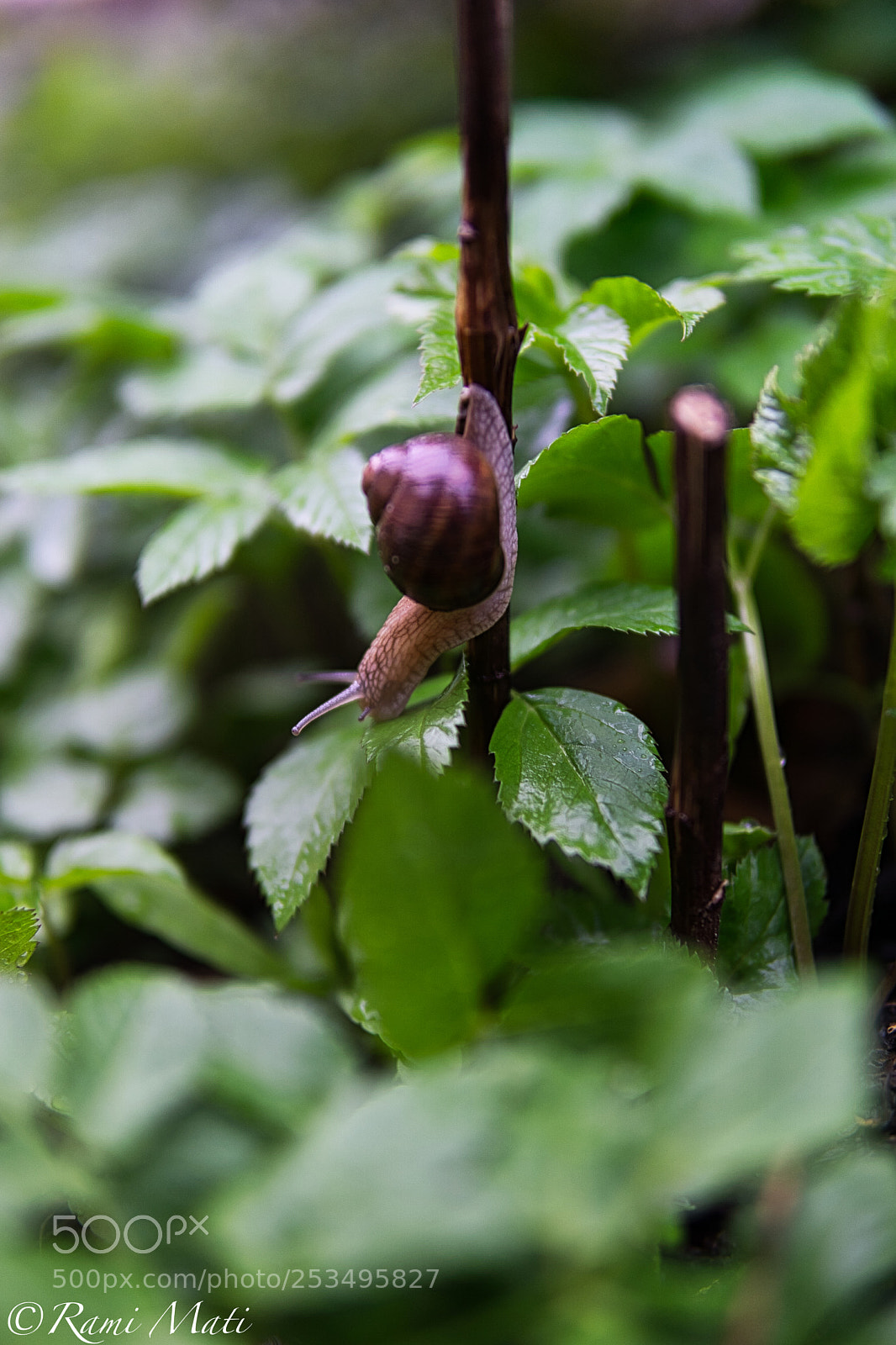 Sony a6000 sample photo. Snail photography