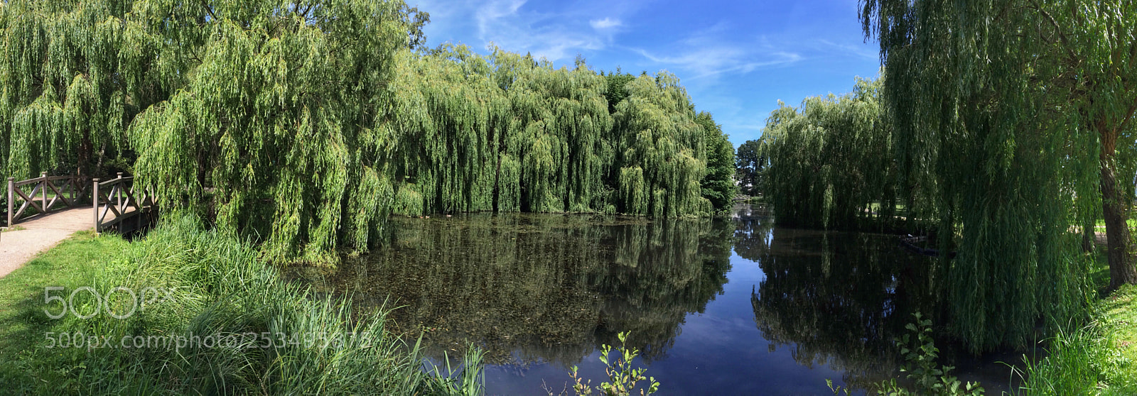 Apple iPhone 5s sample photo. Monstrous willows devouring park photography