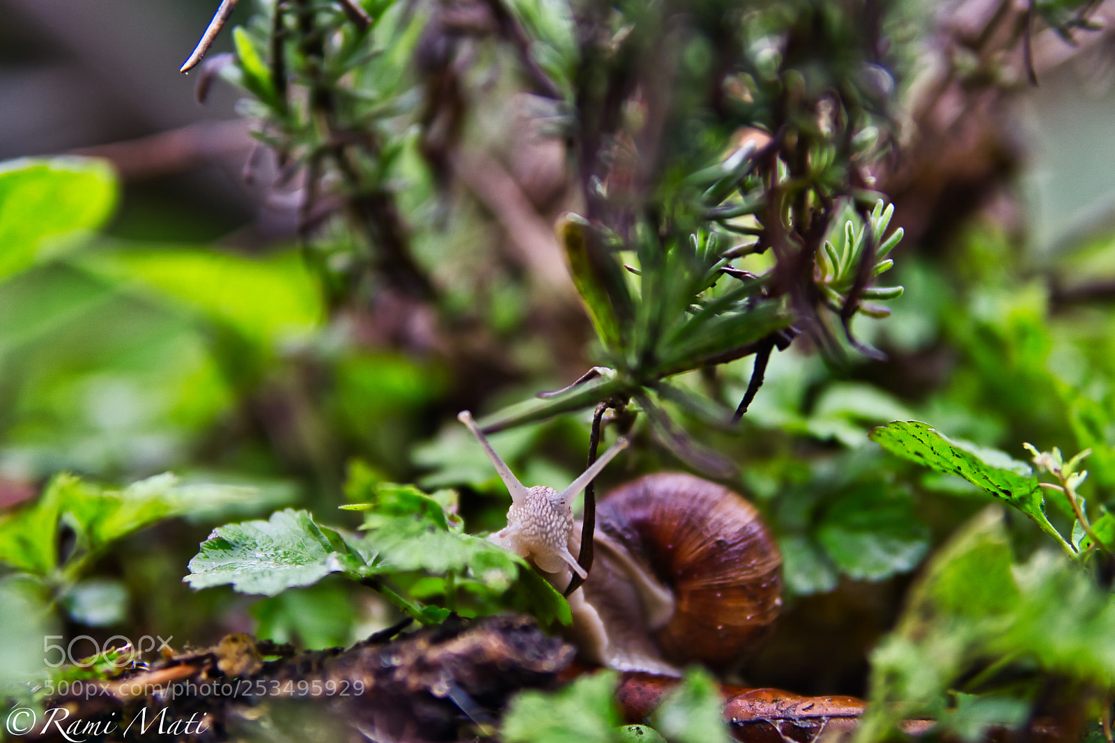 Sony a6000 sample photo. Snail photography