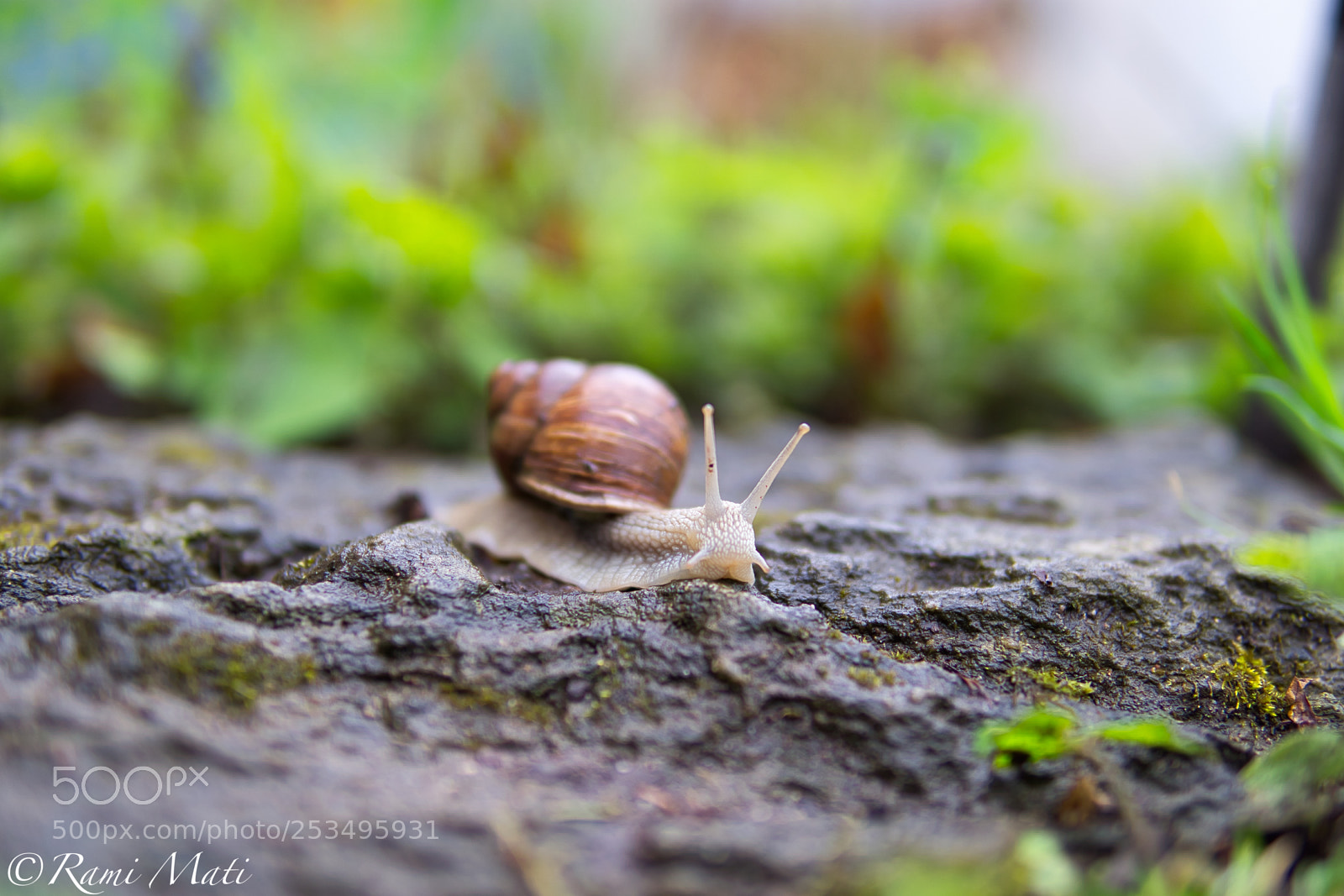 Sony a6000 sample photo. Snail photography