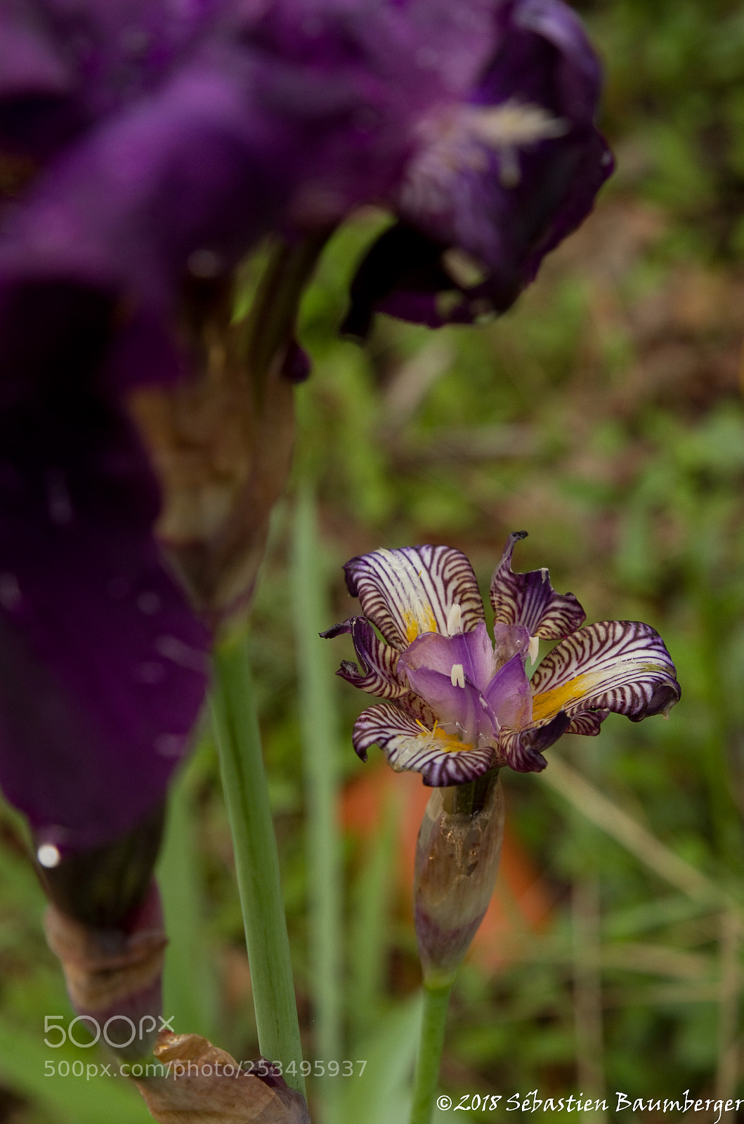 Pentax K-30 sample photo. Iris photography