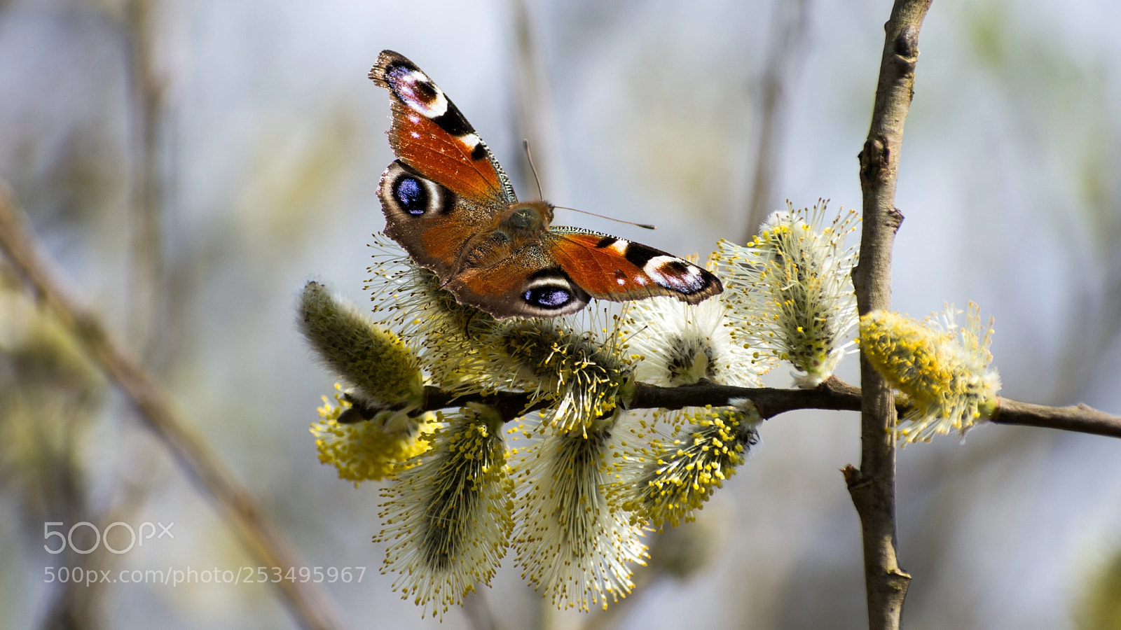 Nikon D7200 sample photo. Peacock photography