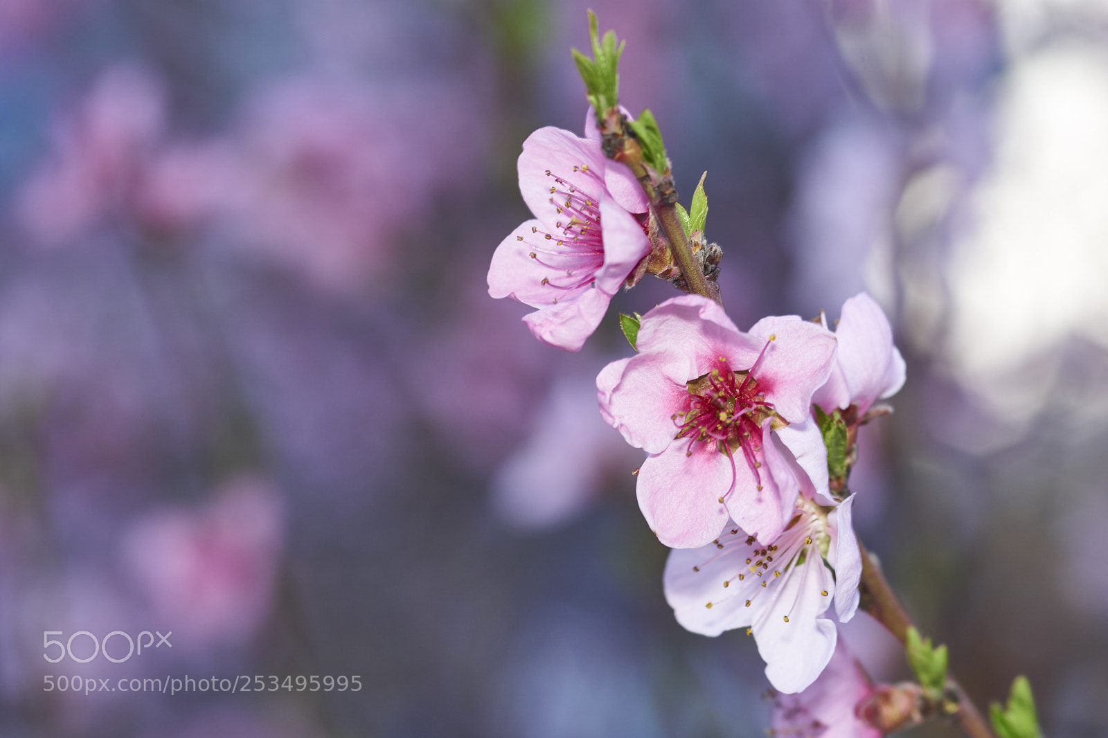 Sony a6000 sample photo. Spring smile photography