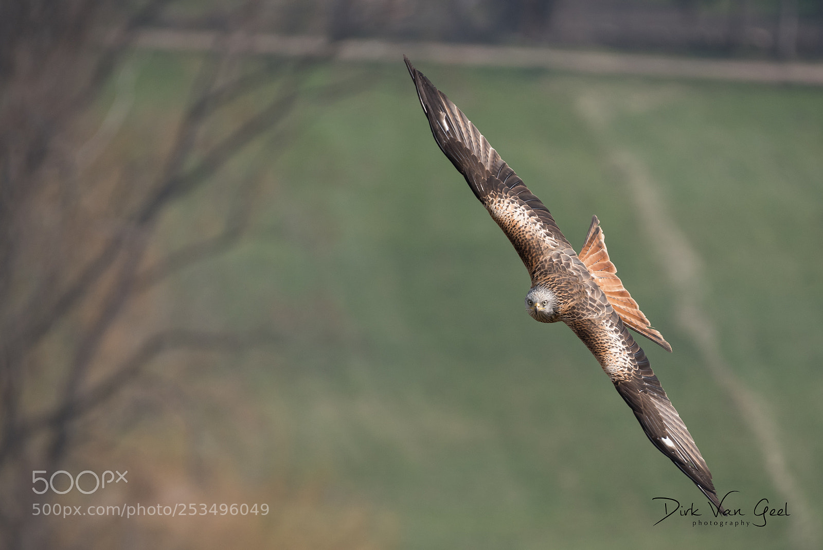 Nikon D750 sample photo. Red kite looking for photography