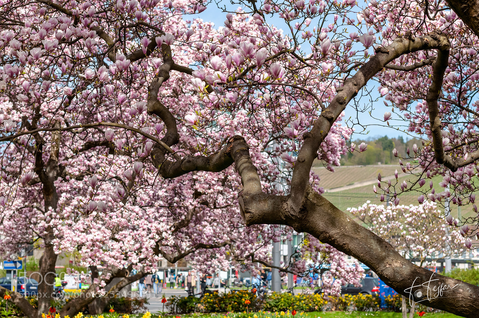 Nikon D300 sample photo. Magnolia tree at wuerzburg photography