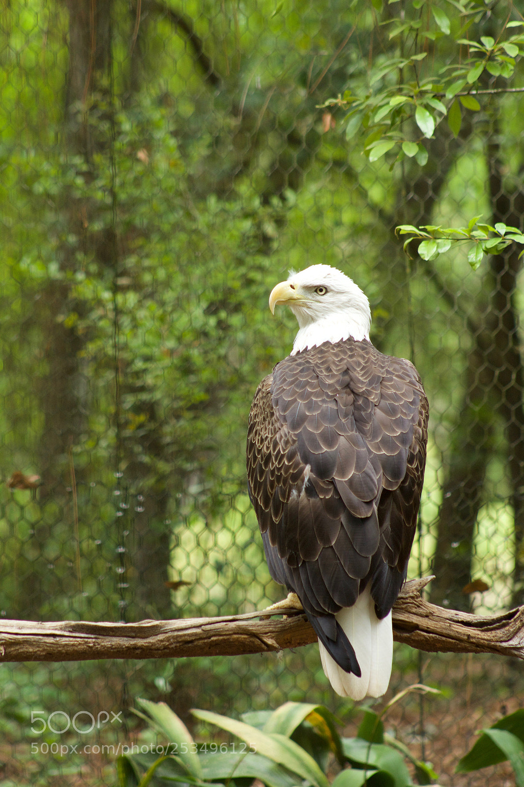 Canon EOS 600D (Rebel EOS T3i / EOS Kiss X5) sample photo. Bald eagle photography