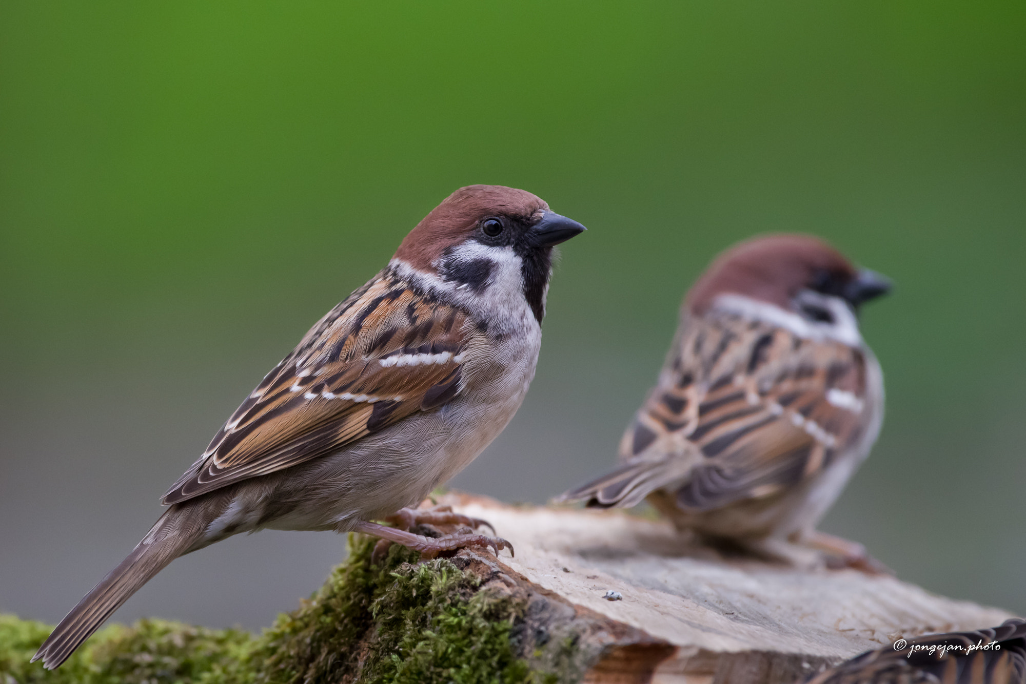 Pentax K-1 Mark II sample photo. Tree sparrow photography