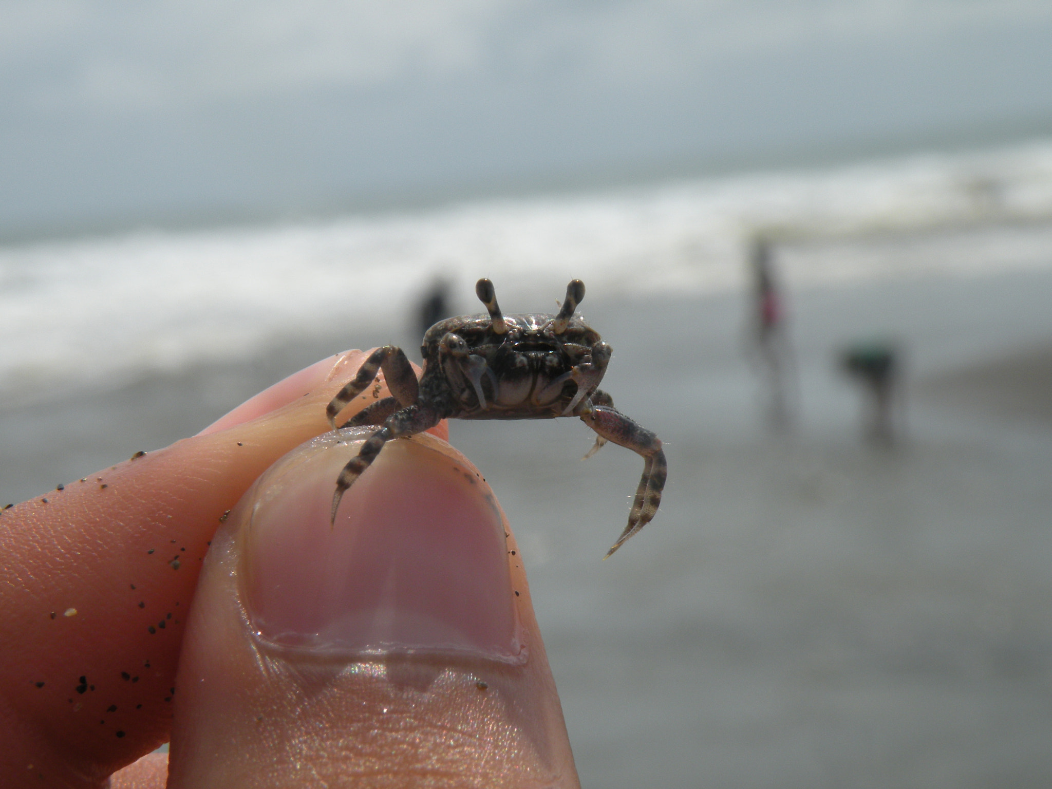 Nikon Coolpix P80 sample photo. Cangrejito playero photography