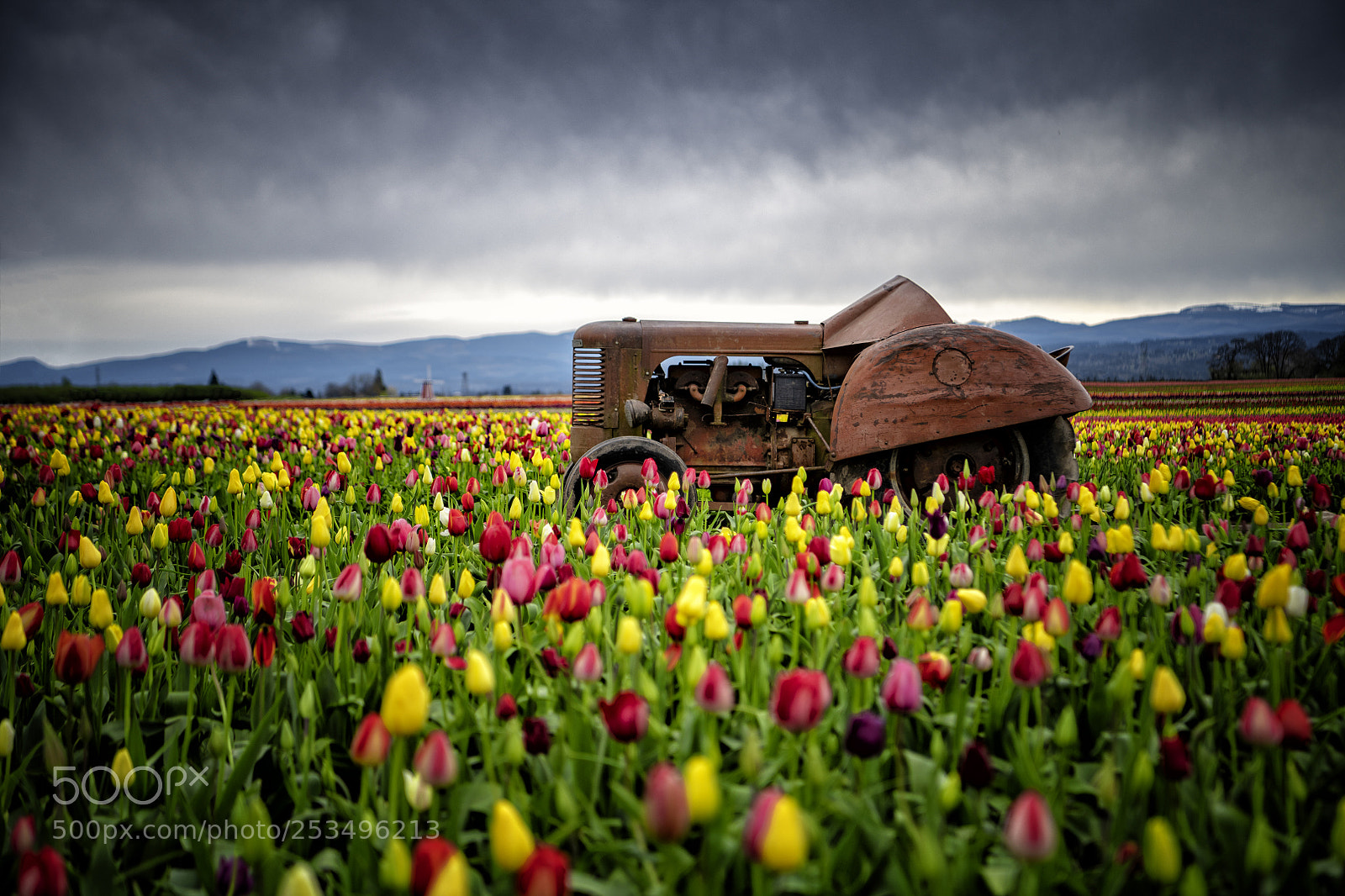Nikon D850 sample photo. Tulip farm photography