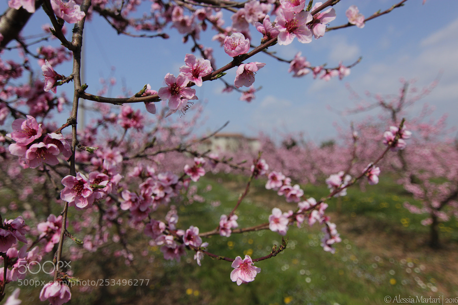 Canon EOS 600D (Rebel EOS T3i / EOS Kiss X5) sample photo. Pink everywhere photography