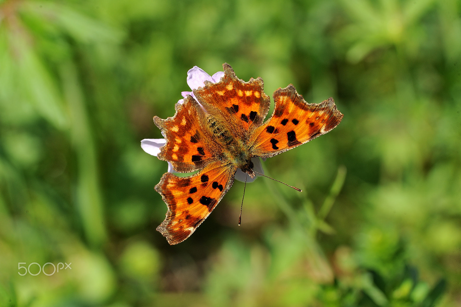 Sigma 105mm F2.8 EX DG OS HSM sample photo. Polygonia c-album photography