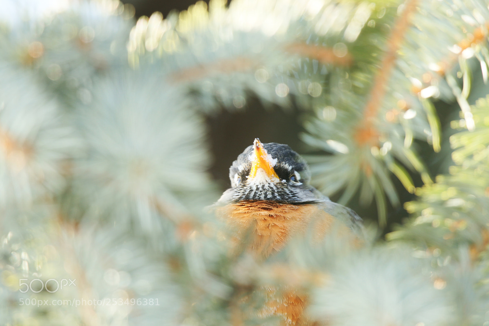 Canon EOS 80D sample photo. Contemplating spring photography