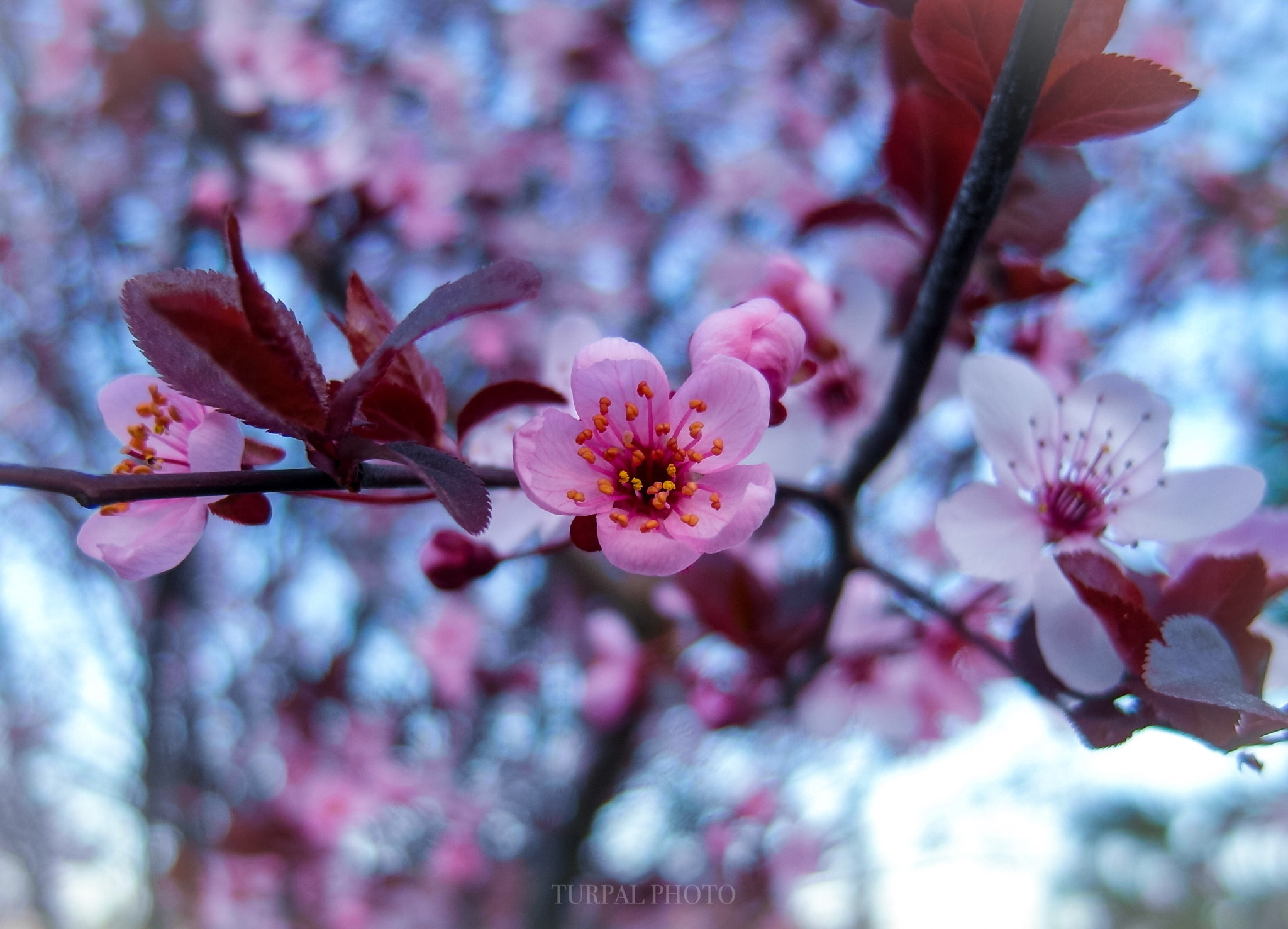 Samsung EX1 sample photo. Spring  photography