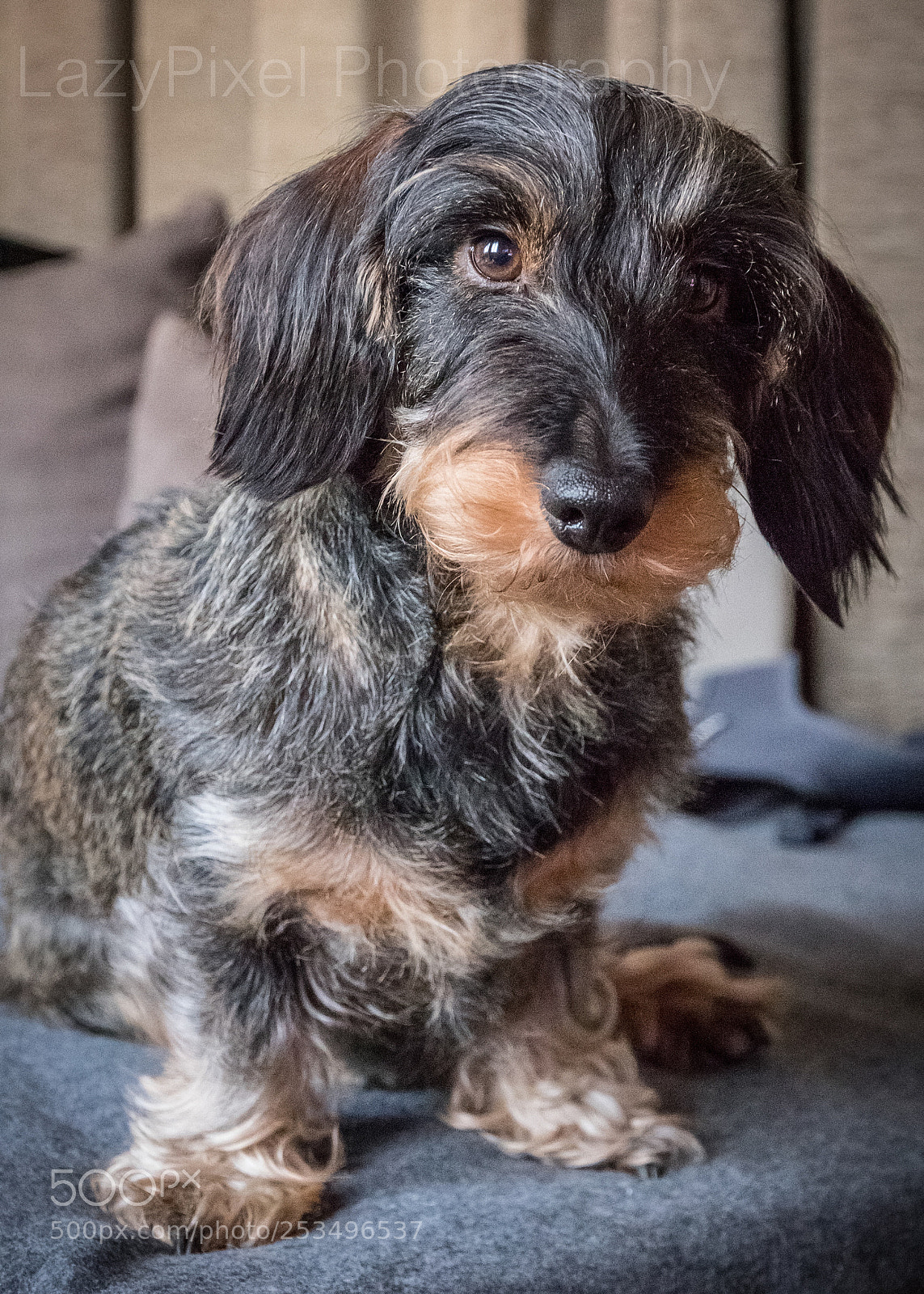 Canon EOS 7D Mark II sample photo. Cute dachshund  photography