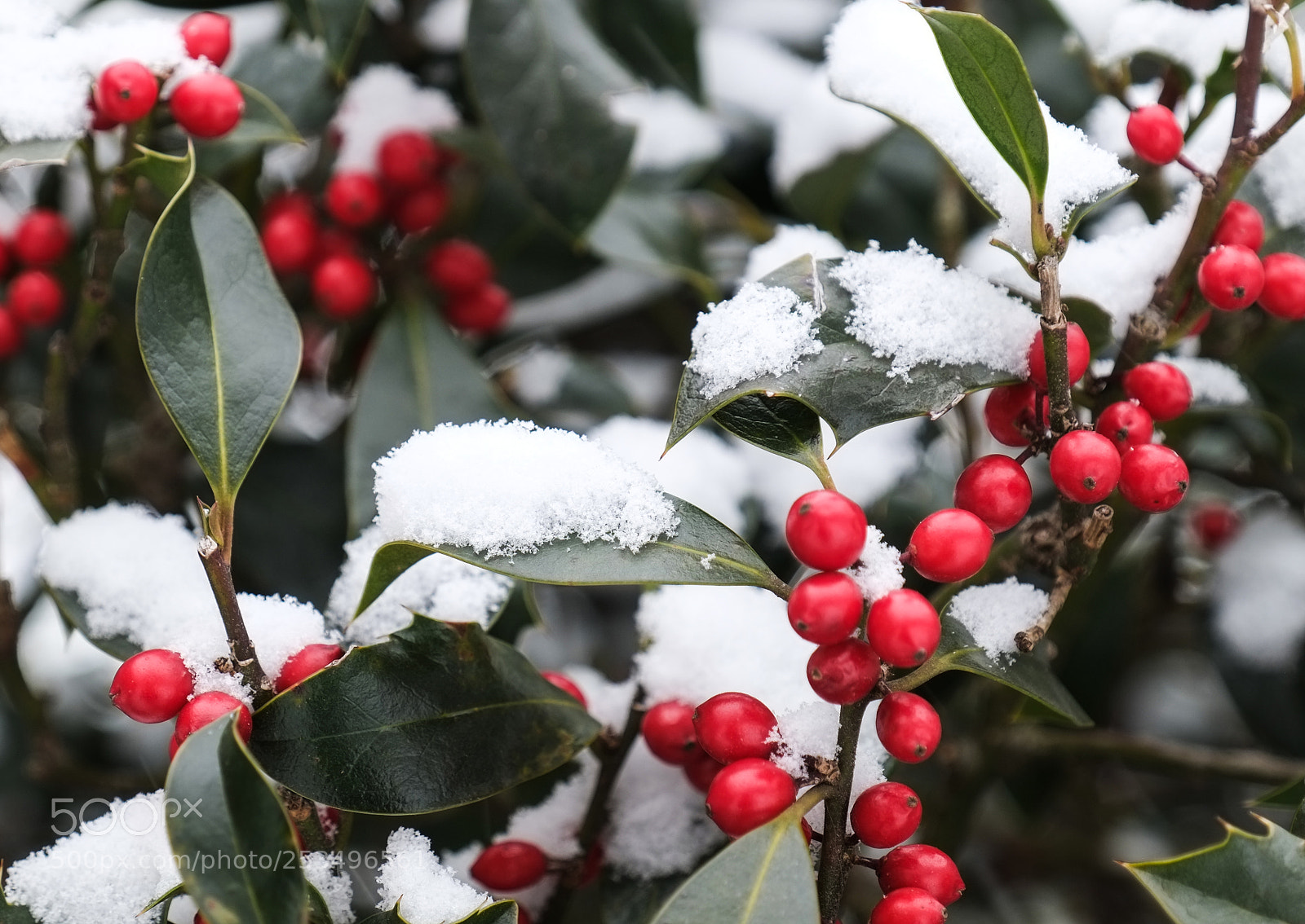 Fujifilm X-E1 sample photo. Berries and snow photography
