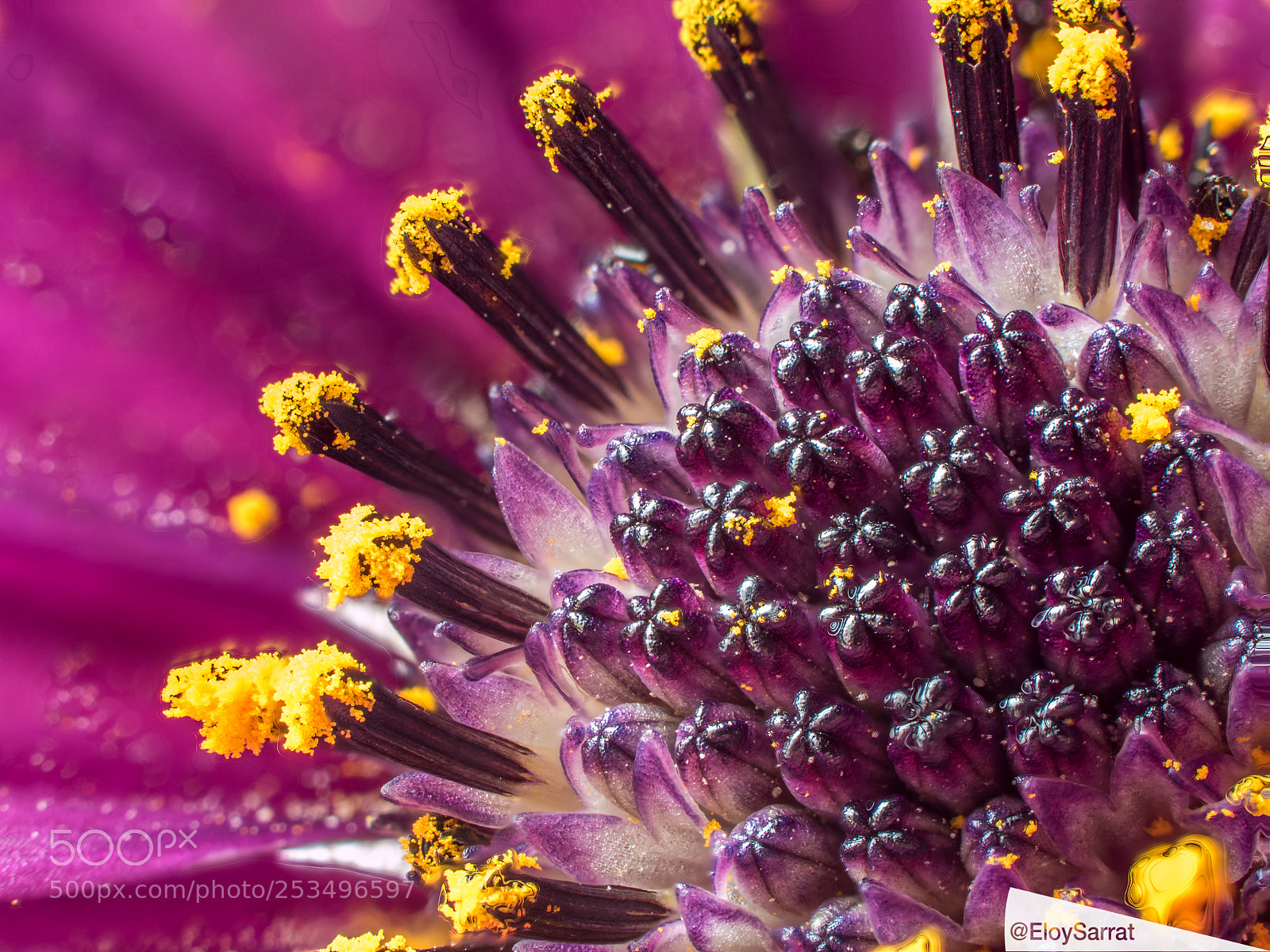 Olympus OM-D E-M5 II sample photo. Detail of a flower photography