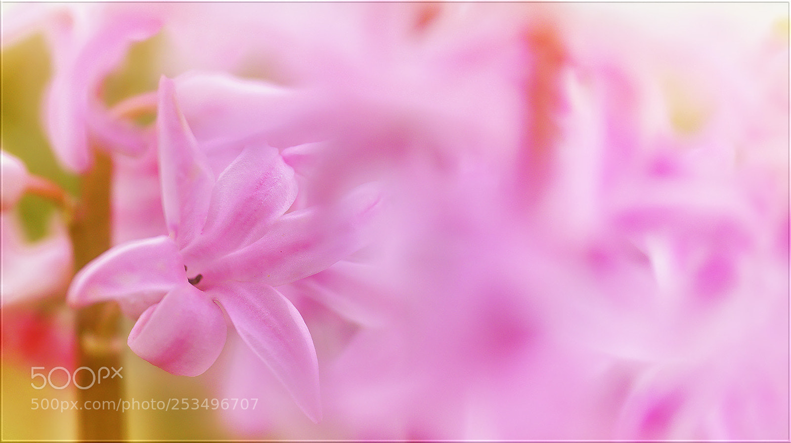 Sony a7R II sample photo. Zarte schwimmflügel ... photography