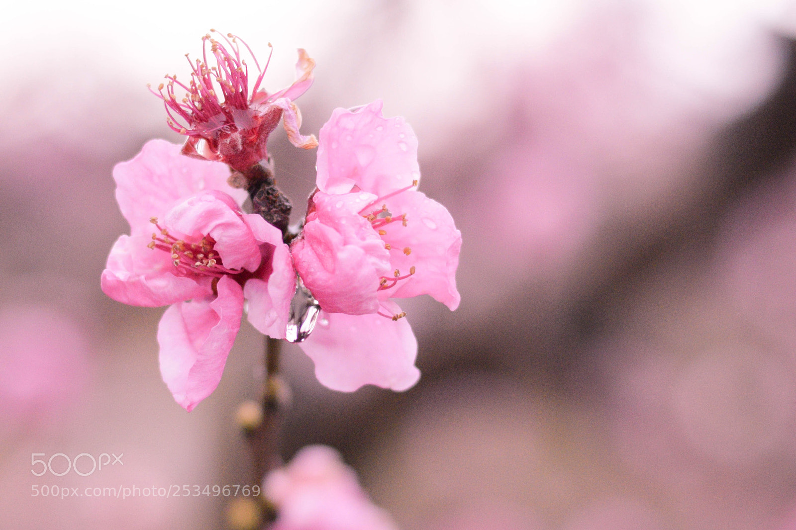 Nikon D3300 sample photo. Untitled photography