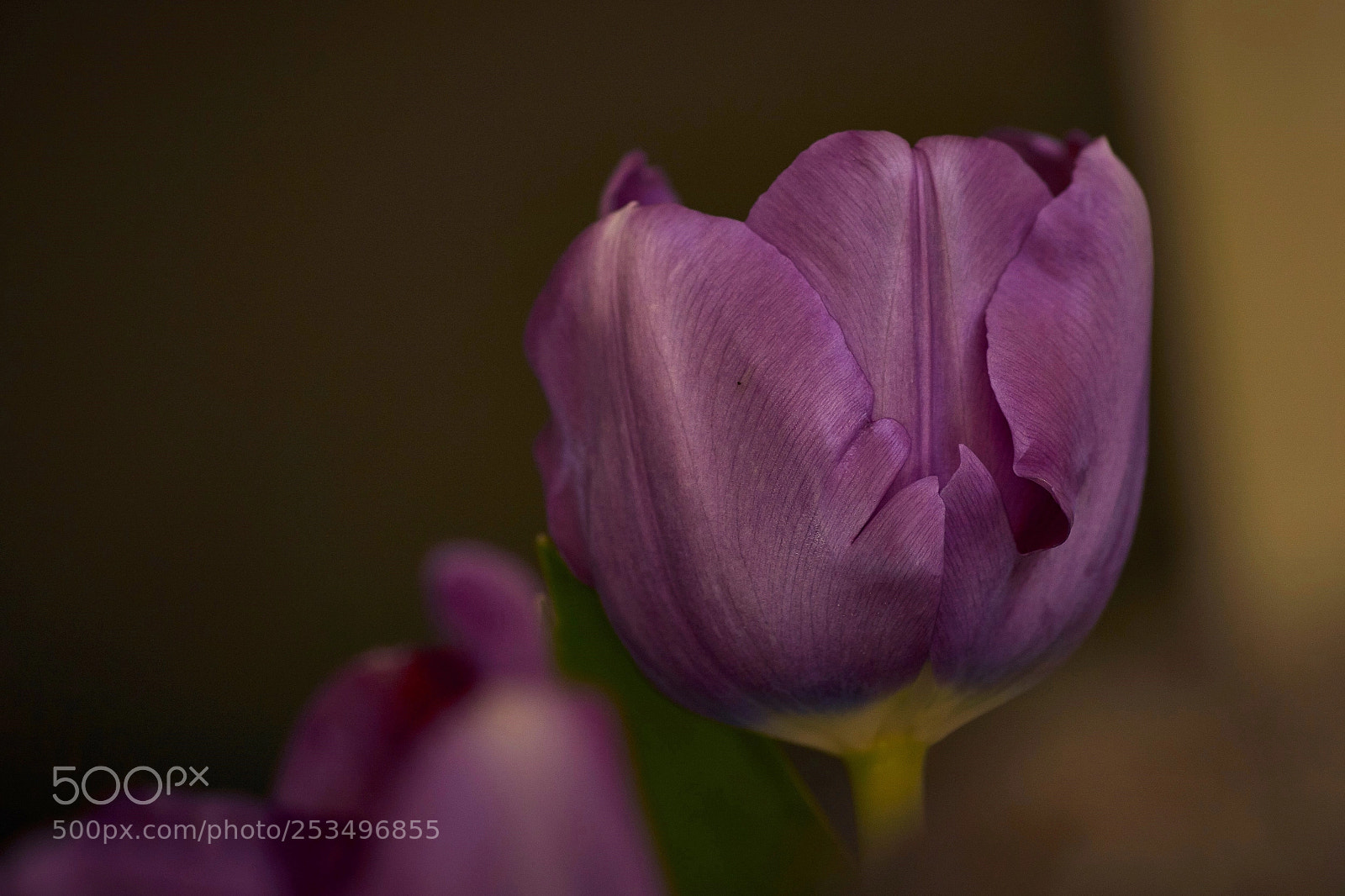 Sony ILCA-77M2 sample photo. Flower bokeh photography