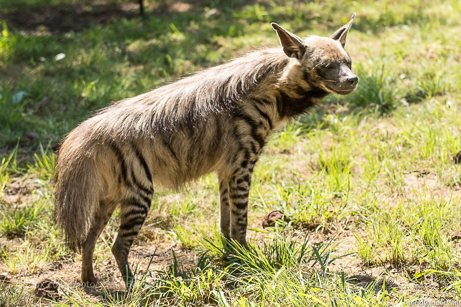 Nikon D7200 sample photo. Striped hyena  photography