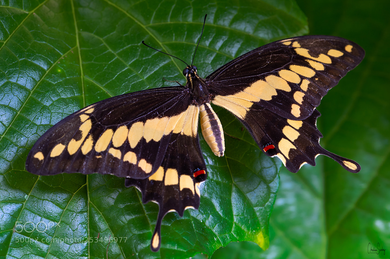 Nikon D4 sample photo. Giant swallowtail photography