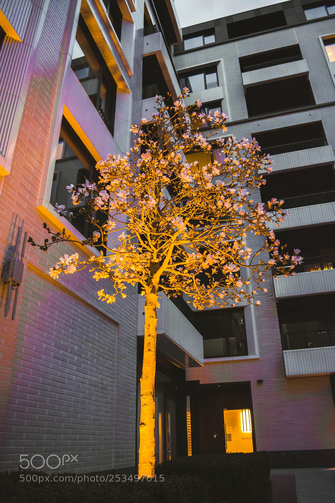 Nikon D3400 sample photo. Cherry blossom photography