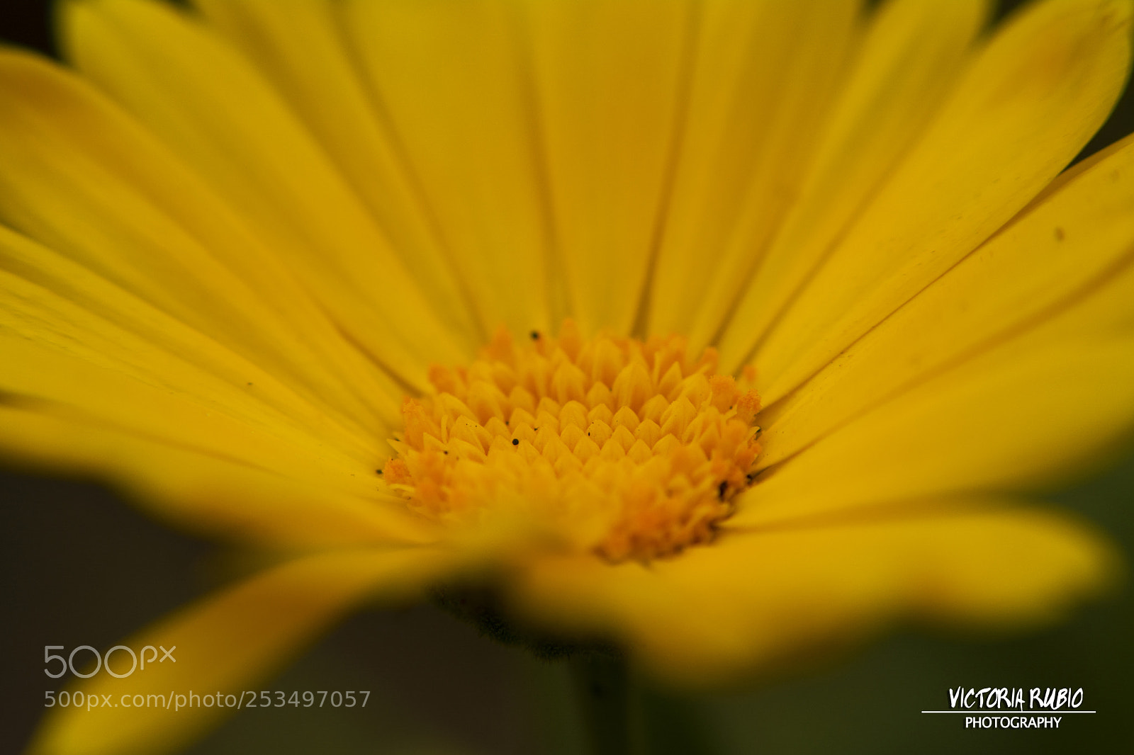 Nikon D5200 sample photo. Details 2 photography