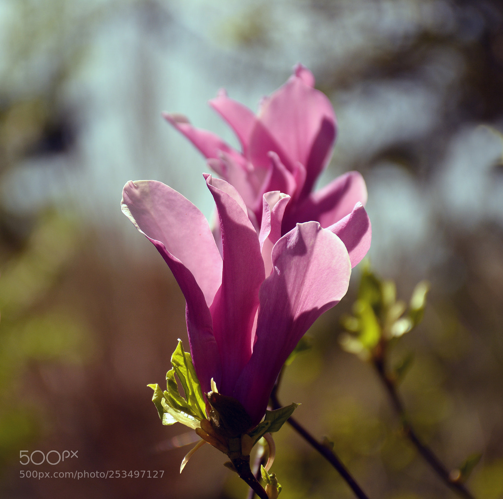Nikon D5200 sample photo. Magnolia photography