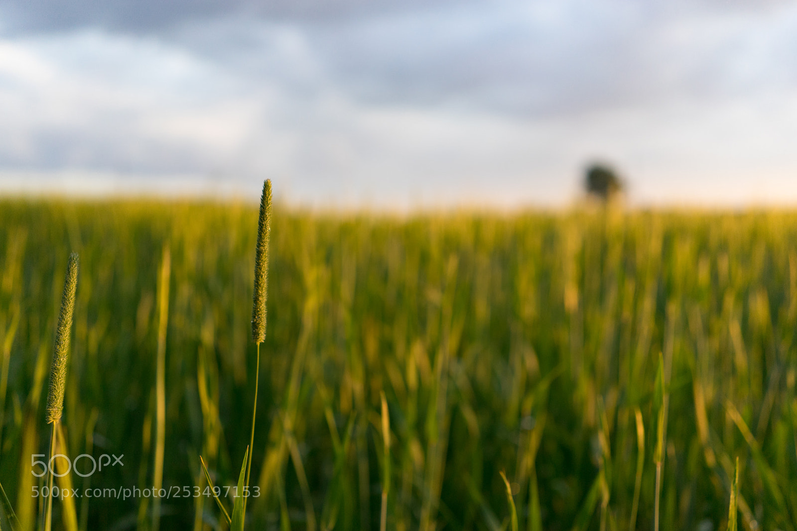 Sony a7 II sample photo. Polish summer photography