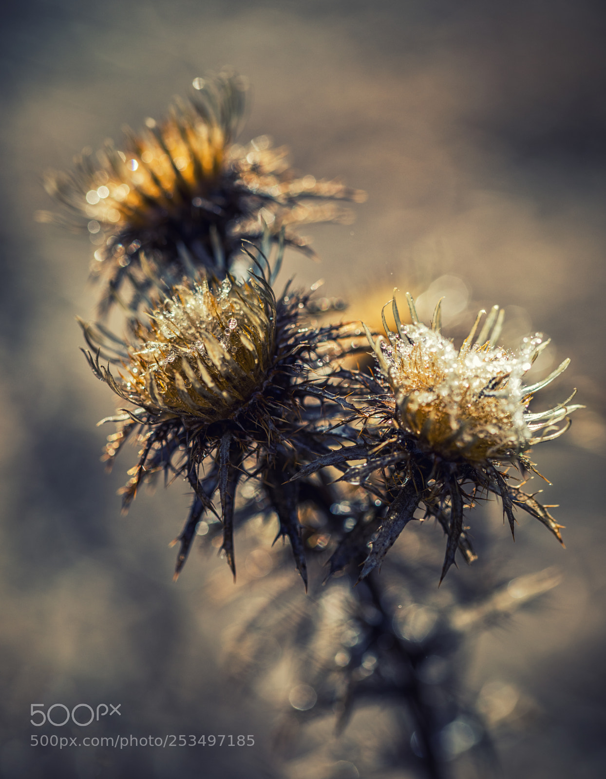 Canon EOS 5D Mark IV sample photo. ... photography