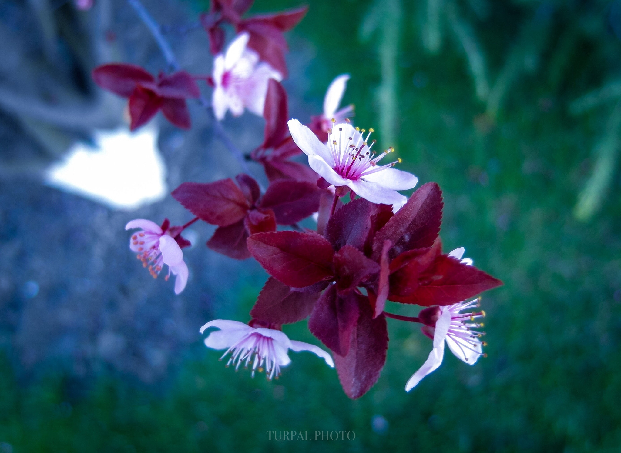 Samsung EX1 sample photo. Spring  photography