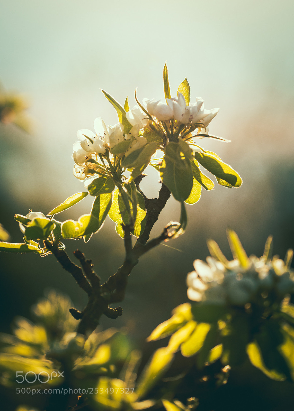Nikon D610 sample photo. Spring light photography