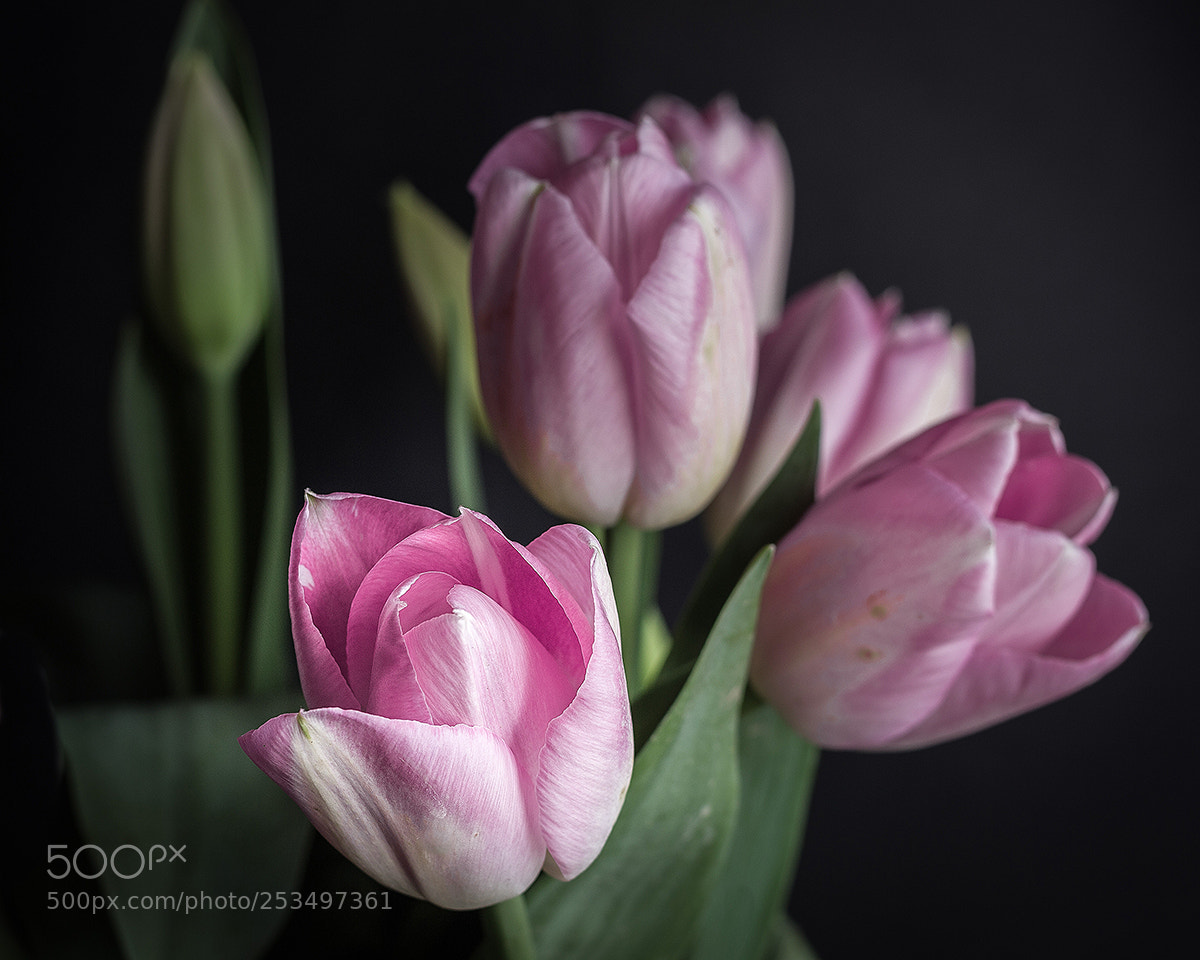 Canon EOS 600D (Rebel EOS T3i / EOS Kiss X5) sample photo. Tulipani photography