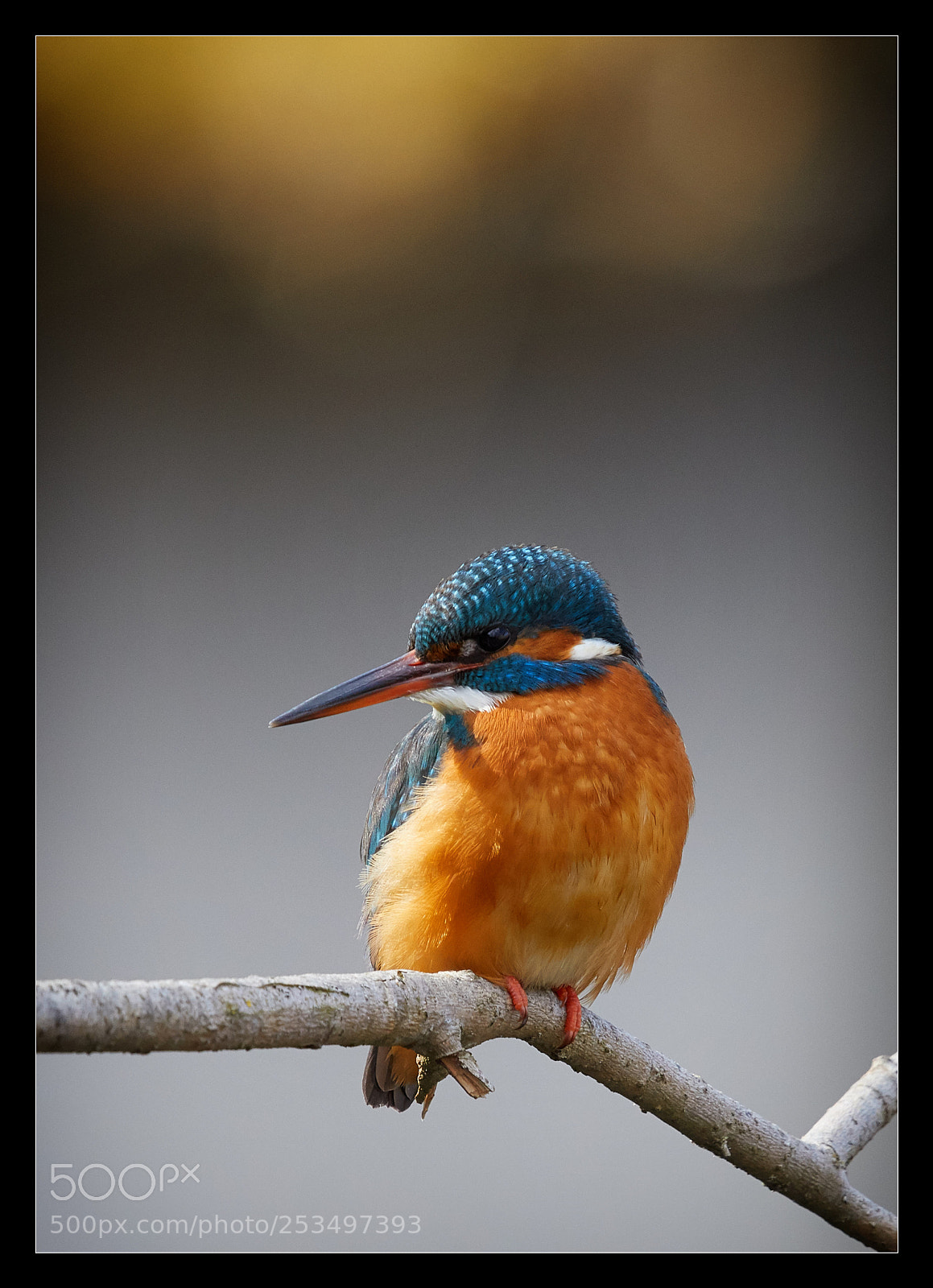 Canon EOS 5D Mark IV sample photo. Kingfisher madame photography