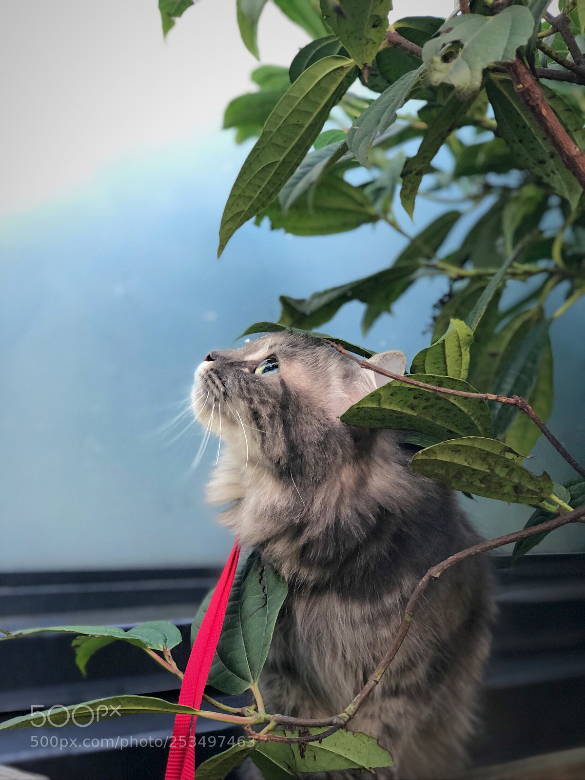 Apple iPhone 8 Plus sample photo. Trees and i photography
