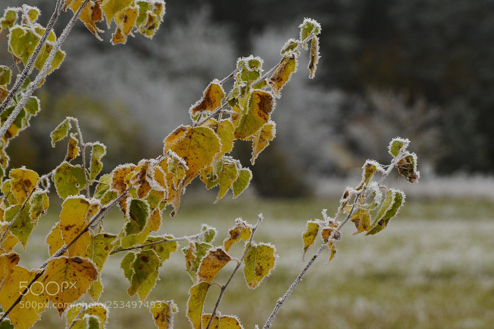 Nikon D300 sample photo. Winter is coming photography