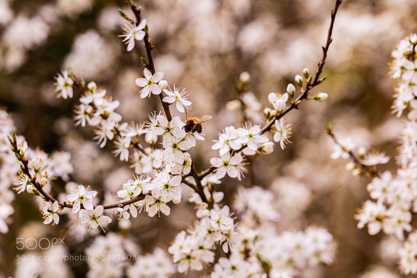 Canon EOS 750D (EOS Rebel T6i / EOS Kiss X8i) sample photo. Cherry blossoms in the photography