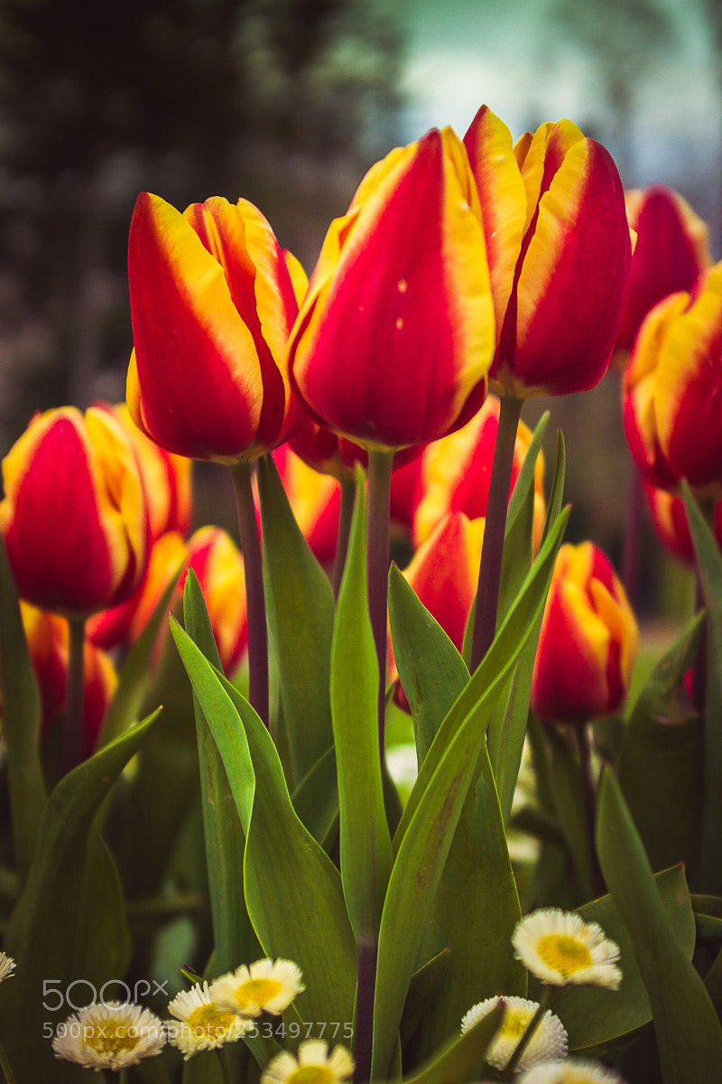 Fujifilm X100T sample photo. Tulip beauty photography