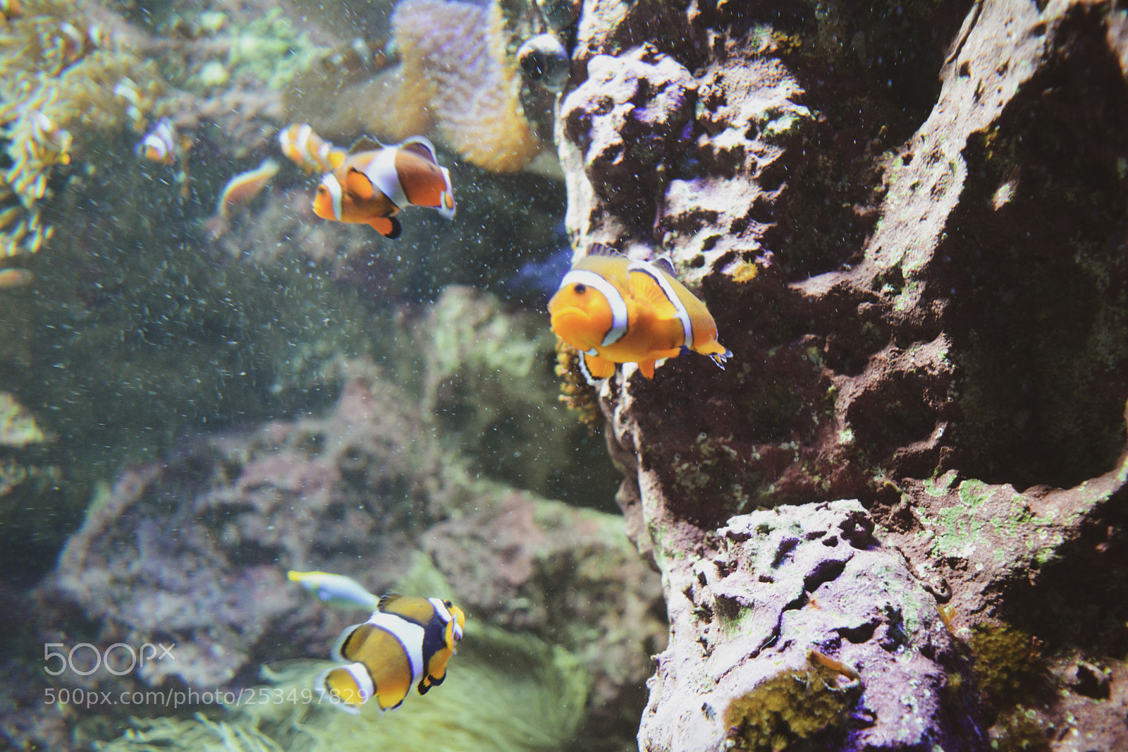 Nikon D5200 sample photo. Nemo 
 photography