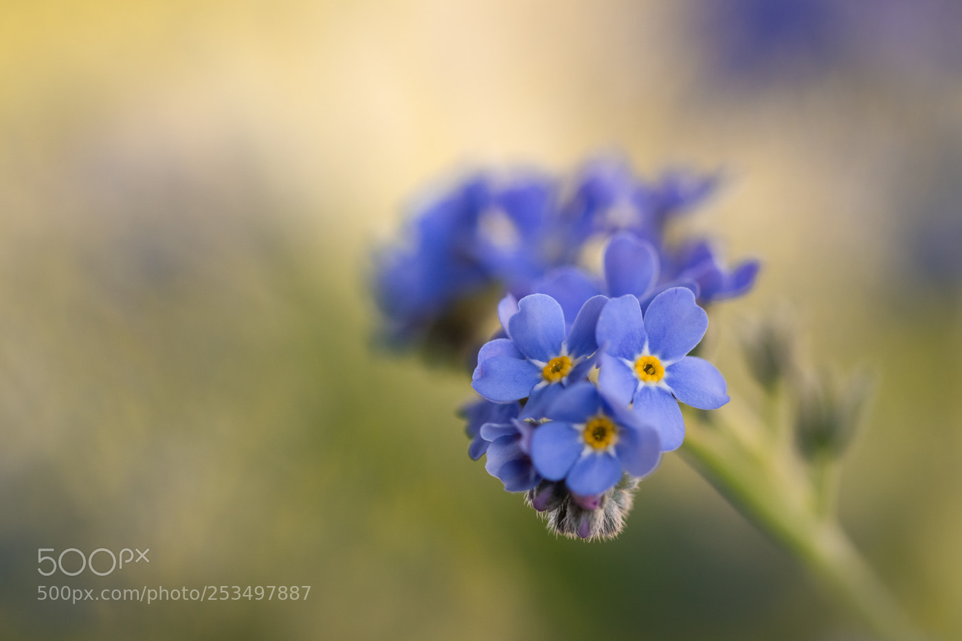 Canon EOS 550D (EOS Rebel T2i / EOS Kiss X4) sample photo. Forget-me-not photography