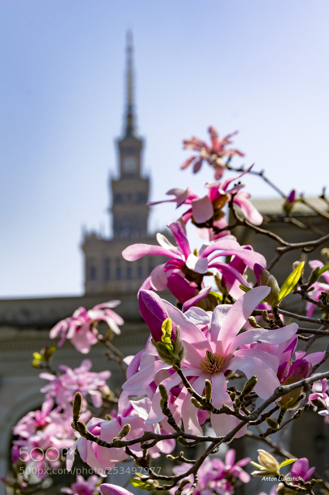 Nikon D5300 sample photo. Magnolia photography