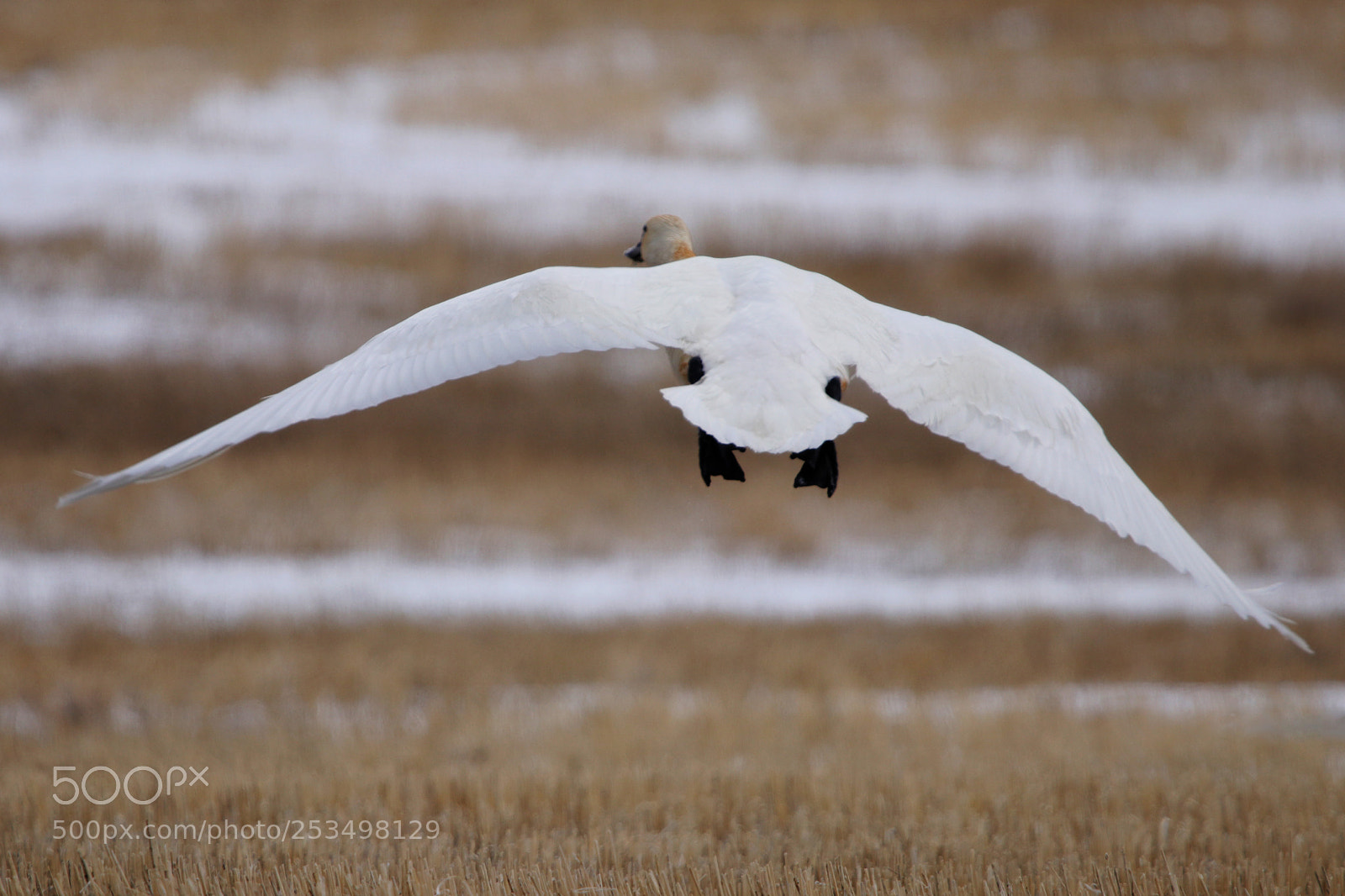 Canon EOS 80D sample photo. Tundra swan in flight photography