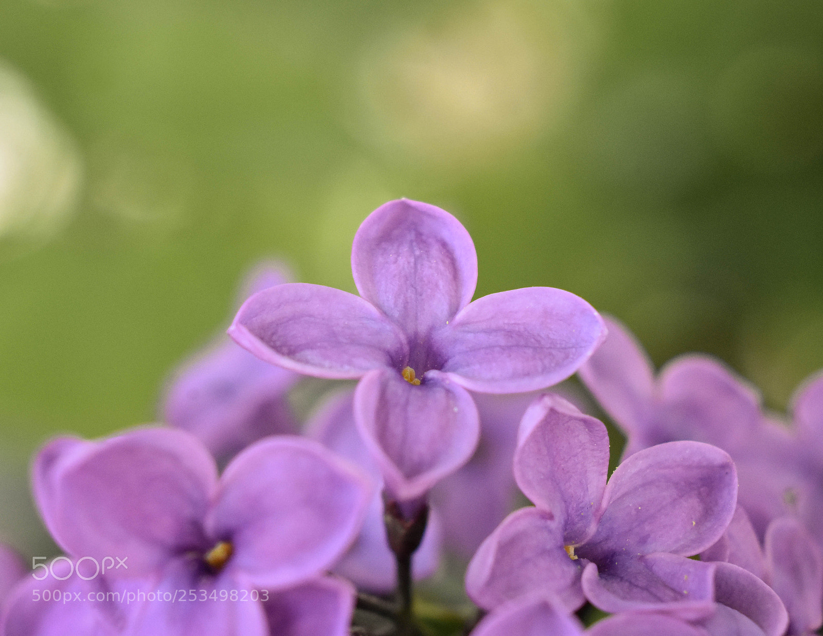 Nikon D3400 sample photo. Lilac photography