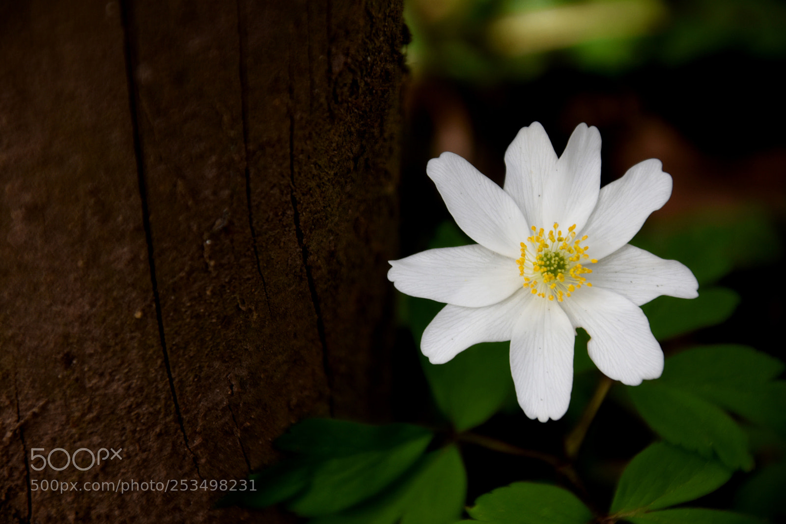 Nikon D3400 sample photo. Spring & flowers #2 photography