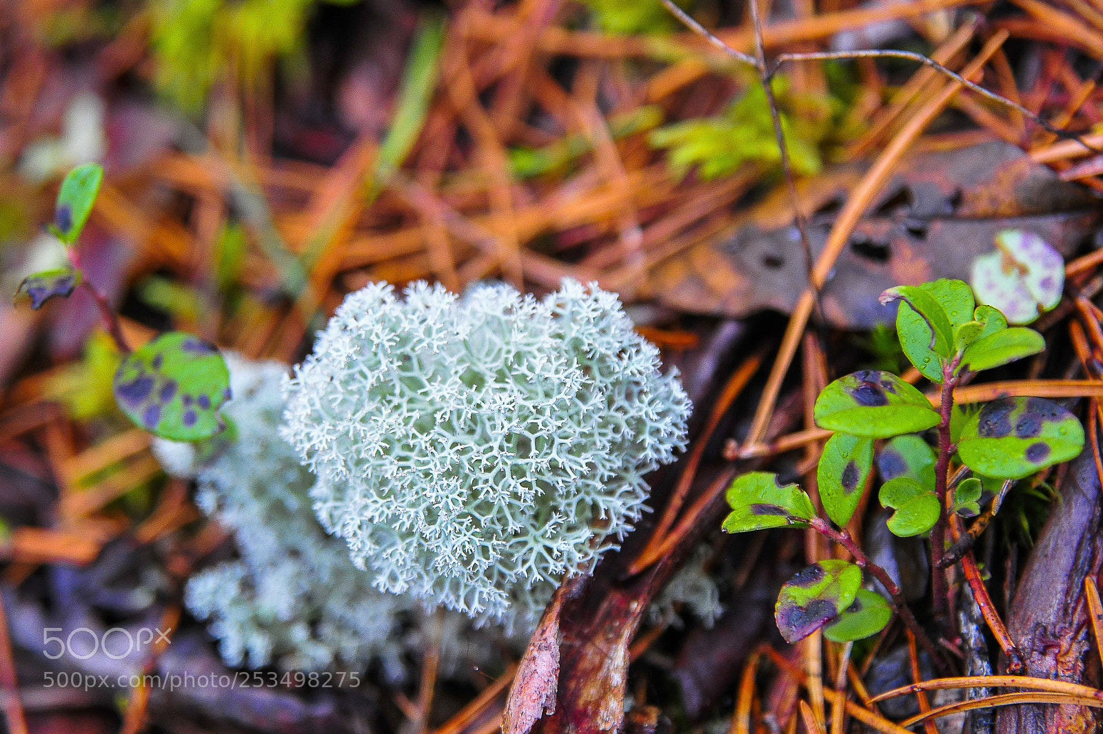 Nikon D300 sample photo. Autumn colors photography