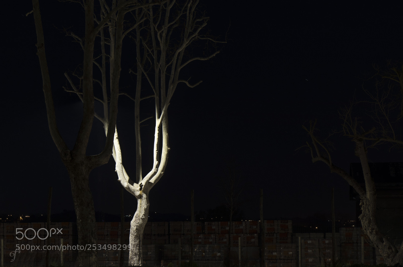 Canon EOS M5 sample photo. The light tree photography