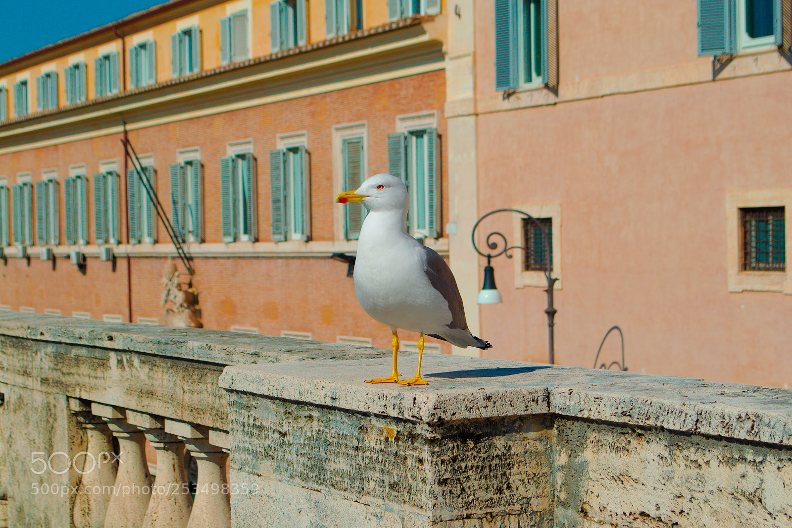 Nikon D3100 sample photo. A seagull photography